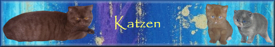 Katzen